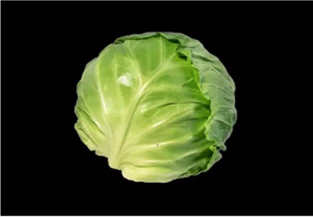 Fresh Flat Cabbage
